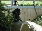 Gorilla 2